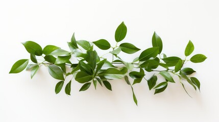 Wall Mural - wall green leaves on white