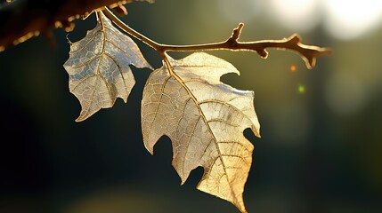 Wall Mural - edges leaf ornament