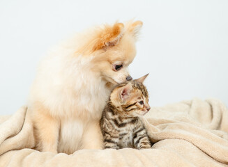 Poster - Cute Spitz puppy wrapped in cozy plaid kisses bengal kitten on a bed at home. Kitten looks away on empty space