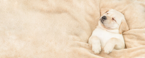 Leinwandbilder - Cute Golden retriever puppy sleeps under warm blanket on a bed at home. Top down view. Empty space for text