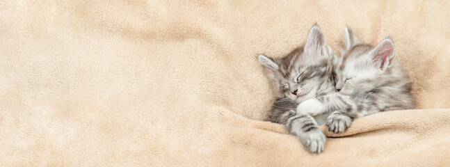 Fototapete - Two cozy Maine coon kitten sleep under warm blanket on a bed at home. Top down view. Empty space for text