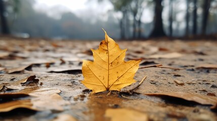 Canvas Print - decay leaves on