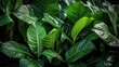 © vectorwin - glossy green foilage