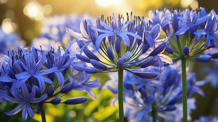 Canvas Print - cluster blue agapanthus