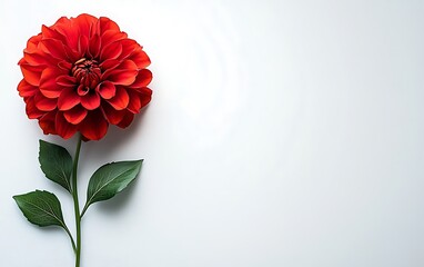 Poster - Red Dahlia on White Background; Flat Lay; Floral Still Life; Elegant Decoration; Possible Use Desktop Wallpaper