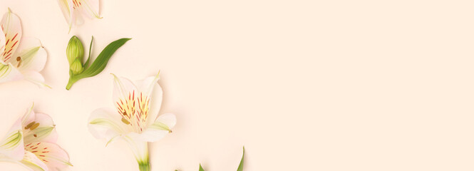 Wall Mural - banner with alstroemeria flowers and green leaves scattered on a beige background. gentle natural co