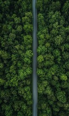Fototapete - A straight road stretches through a thick green forest under the bright daylight. Generative AI