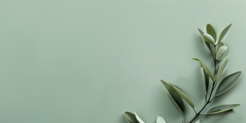 Poster - A minimalist aesthetic featuring a light sage green backdrop, Crisp lines and minimal textures, Modern minimalist style