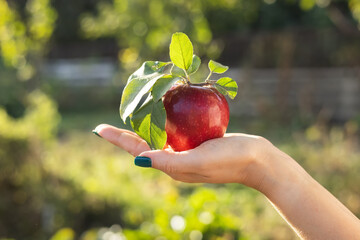 Wall Mural - Woman hand holding a ripe, red apple in the apple tree orchard