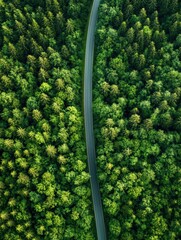 Fototapete - Straight road leads into thick green forest with towering trees under bright sunlight. Generative AI