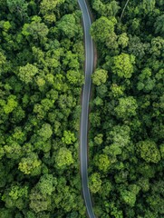 Poster - Straight road winding through a lush green forest with dense trees on either side. Generative AI