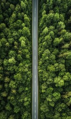 Poster - Road winding through a lush forest showcases natures beauty and tranquility under soft daylight. Generative AI