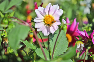 Wall Mural - A soft white dahlia flower surrounded by vibrant petals, with two bees gathering pollen.