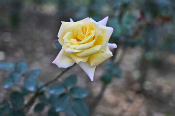 Wall Mural - Soft Yellow Rose in Bloom