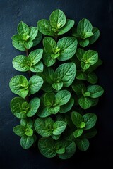 Fresh oregano leaves on dark background with rich texture and vibrant green color