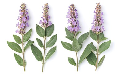 Poster - Purple flowers arranged on a white background.  Possible use  Botanical illustration or design element