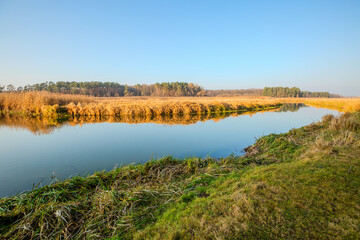 Wall Mural - A captivating view of a calm river surface flowing through a wetland with reeds.