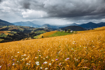 Poster - Gorgeous countryside and spacious grassy meadows among the mountains. Carpathian mountains, Ukraine, Europe.