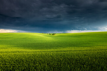 Poster - A cluster of ominous storm clouds over a green field of young wheat illuminated by the sun.