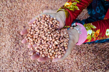 Wall Mural - Peanut production factory. Workers sorting peanuts by size and quality. Tan Chau. Vietnam.