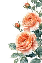 Poster - Watercolor Roses with Buds and Green Leaves on White Background Delicate Floral Art