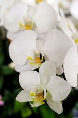 Wall Mural - White orchid flowers in a  tropical garden.