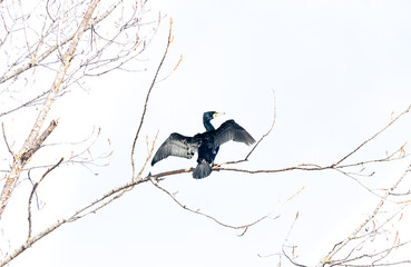 big cormorant on a tree with open wings to let them get dried. phalacrocorax carbo