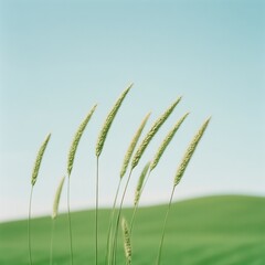 Aufkleber - Eco-Aesthetic Meadow Display Tall Grass and Wildflowers in Breeze - Sustainable Design for Green Marketing and Nature-Inspired Branding in Environmental Campaigns