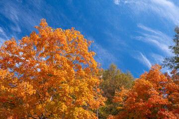 Wall Mural - canopies of yellow forest trees in autumn season. colorful fall vegetation