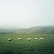 © Fenny - Sheep grazing in misty green field, rolling hills background; pastoral scene