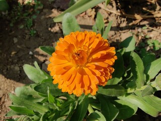 Wall Mural - Calendula, Mary's gold or Ruddles yellow flower