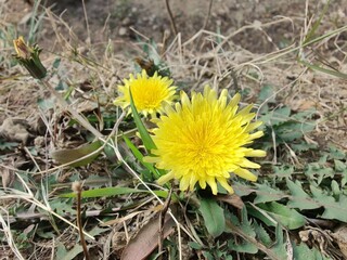 Wall Mural - Dandelion or Taraxacum officinaleyellow flower