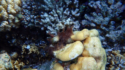 Wall Mural - Clump of Cyanobacteria (Cyanobacterium) formerly called blue-green algae (Cyanophyta) or red slime algae undersea, Red Sea, Egypt, Sharm El Sheikh, Montazah Bay