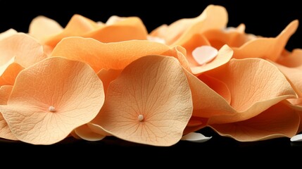 Canvas Print - Peach Hydrangea Petals Close Up on Black Background