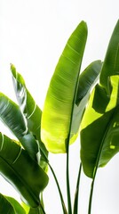 Poster - A cluster of vibrant, large banana leaves reaching upward, illuminated by gentle sunlight. The green foliage casts delicate shadows, embodying the essence of tropical serenity and vitality
