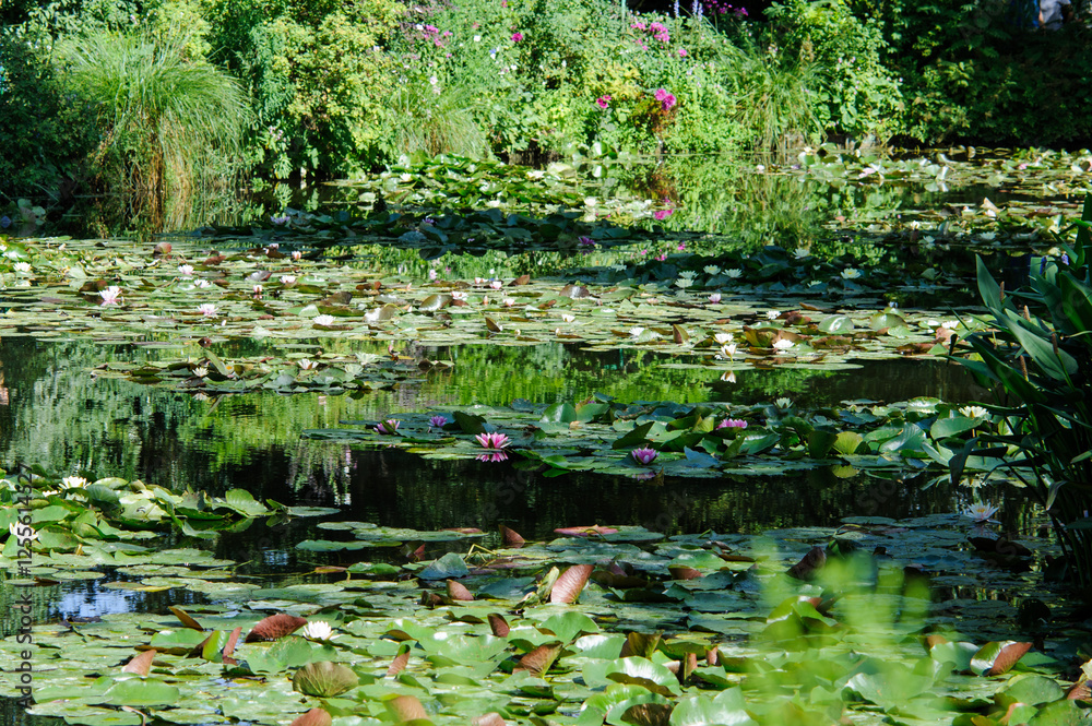 Iconic pond and water lily plants at the famed Giverny, France, home of ...