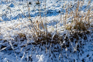 Wall Mural - Frost-Covered Dry Grass in Winter Sunshine