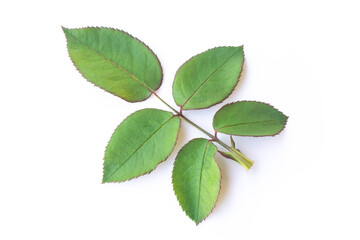 Wall Mural - Rose leaves isolated on white background
