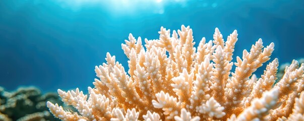 Poster - Coral reefs microscopic concept. Vibrant coral reef showcasing diverse marine life in crystal-clear water.