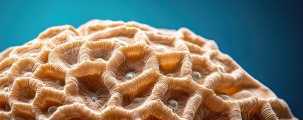 Aufkleber - Coral reefs microscopic concept. Detailed close-up of coral texture showcasing intricate patterns and structures.