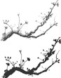 © SERHII - Watercolor Sakura Blossom - Japanese Cherry Tree. Artistic Branch Plum Blossom.