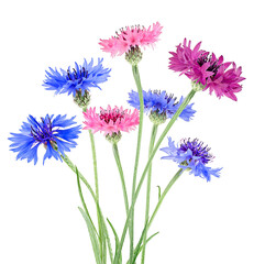 Wall Mural - Bouquet of colored cornflowers isolated on a white background. Bachelor button flowers with green leaves.