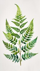 Wall Mural - Fern Leaves Unfurling in Spring watercolor in Elegant Botanical on plain white background