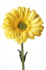 Wall Mural - A close-up shot of a bright yellow flower sitting on its stem, with a blurred background