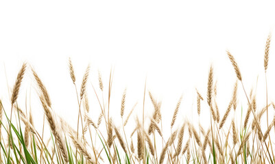Naklejka na meble PNG Wild grass agriculture backgrounds outdoors.
