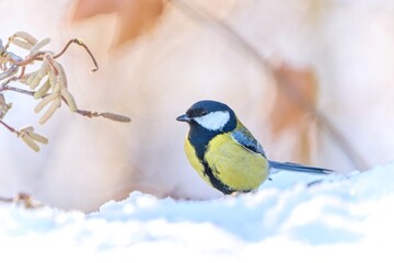 Wall Mural - A cute great tit sits in the snow. Winter scene with a colorful titmouse. Parus major