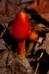 A close-up of two Witch's Hat Mushrooms (Hygrocybe Conica) growing on the forest floor