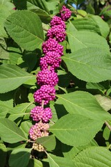 Wall Mural - Callicarpa berries on the bush in Florida nature, closeup