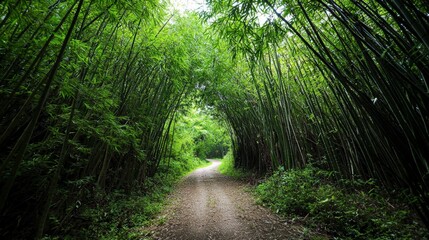 Poster - Bamboo forest pathway tranquil nature scene lush green environment serene landscape close-up view peaceful retreat