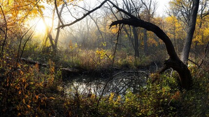 Poster - Tranquil morning light illuminates a forest stream nature scene autumn peaceful serene viewpoint calm concept